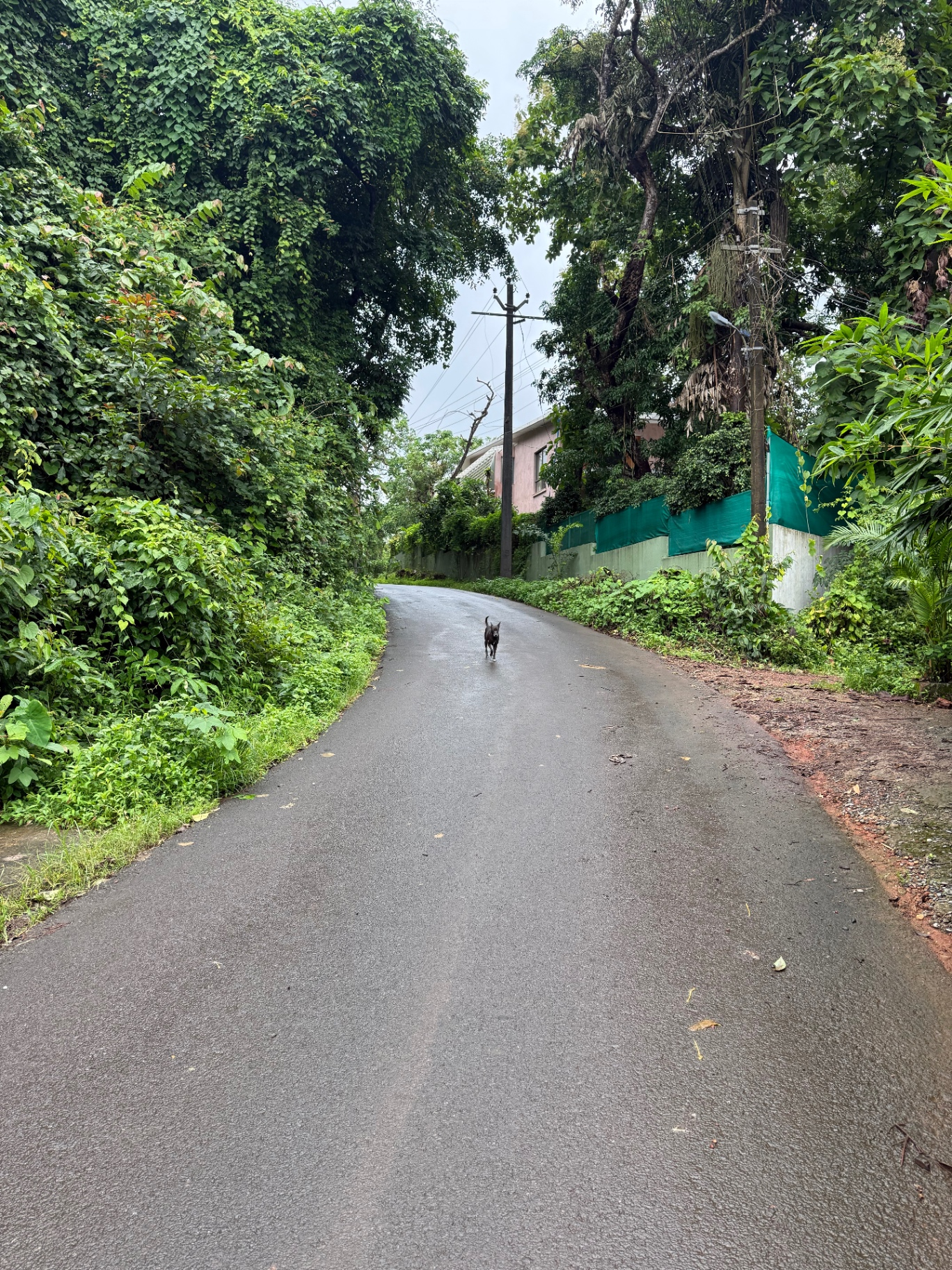 Village road leading to the studio in North Goa