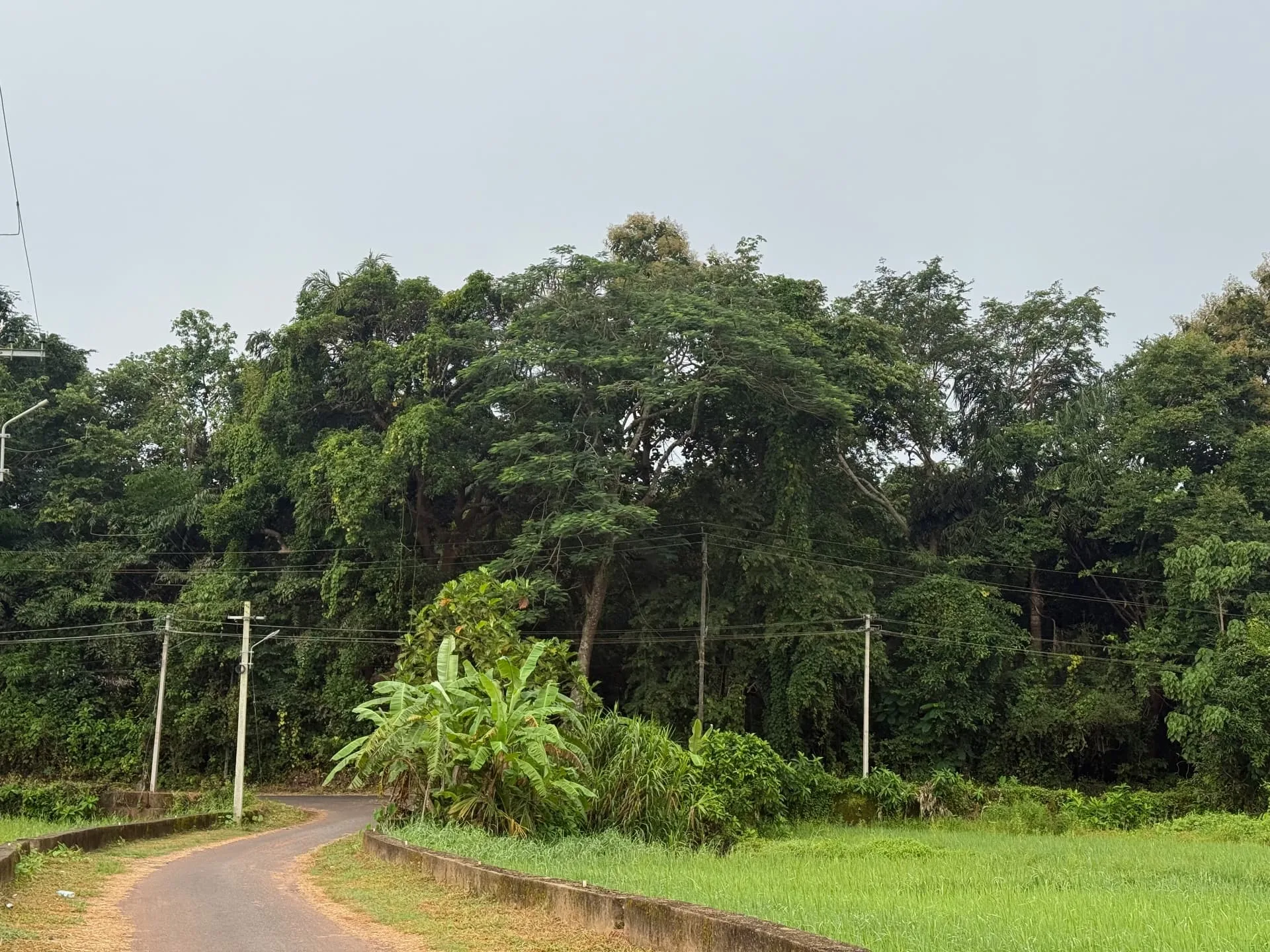 A village road winding past green fields and trees near the studio in Aldona, North Goa