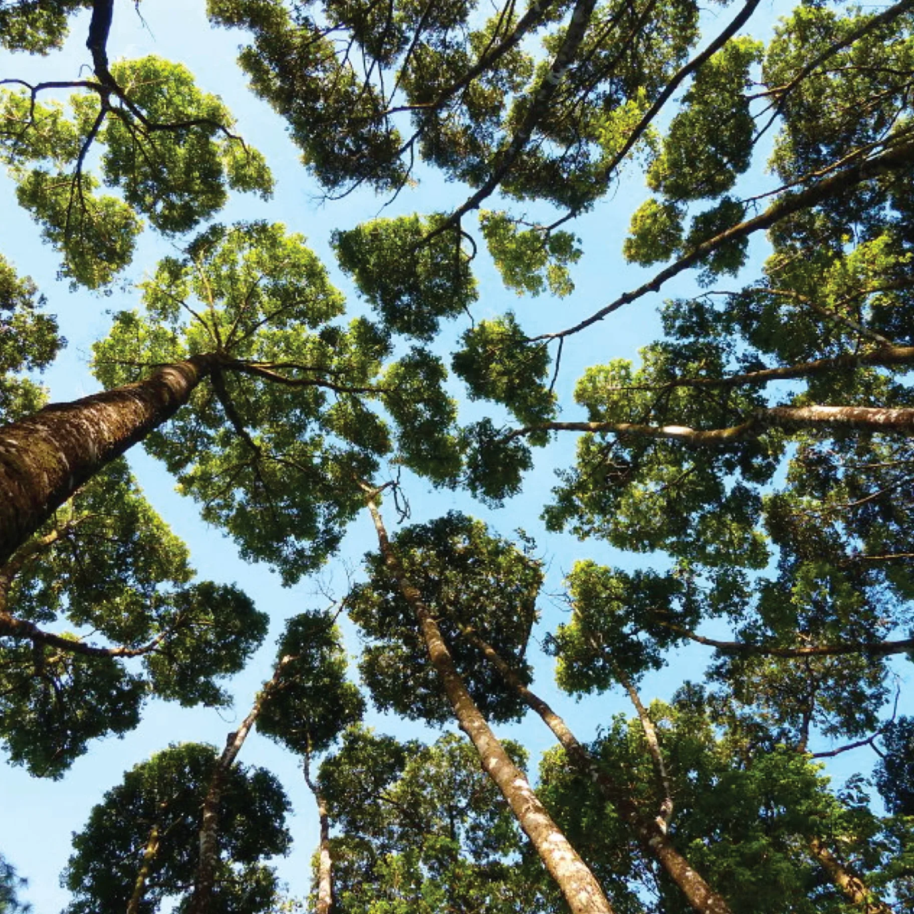 Canopy Collective - Crown Shyness Inspiration Photo