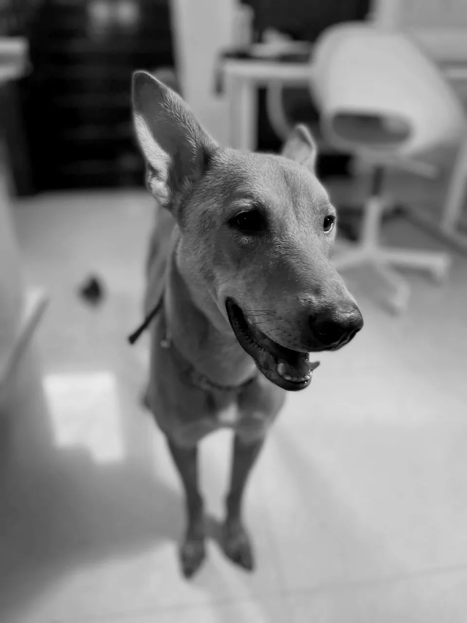 Izzy