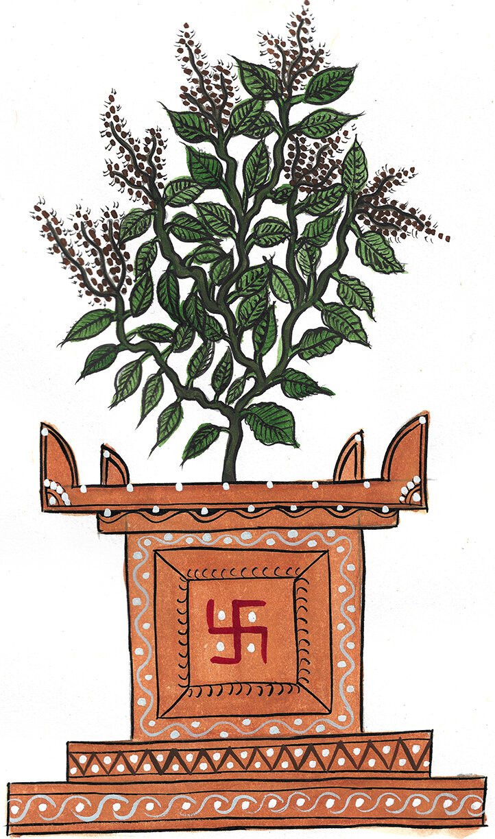 Bring Tulsi Home
