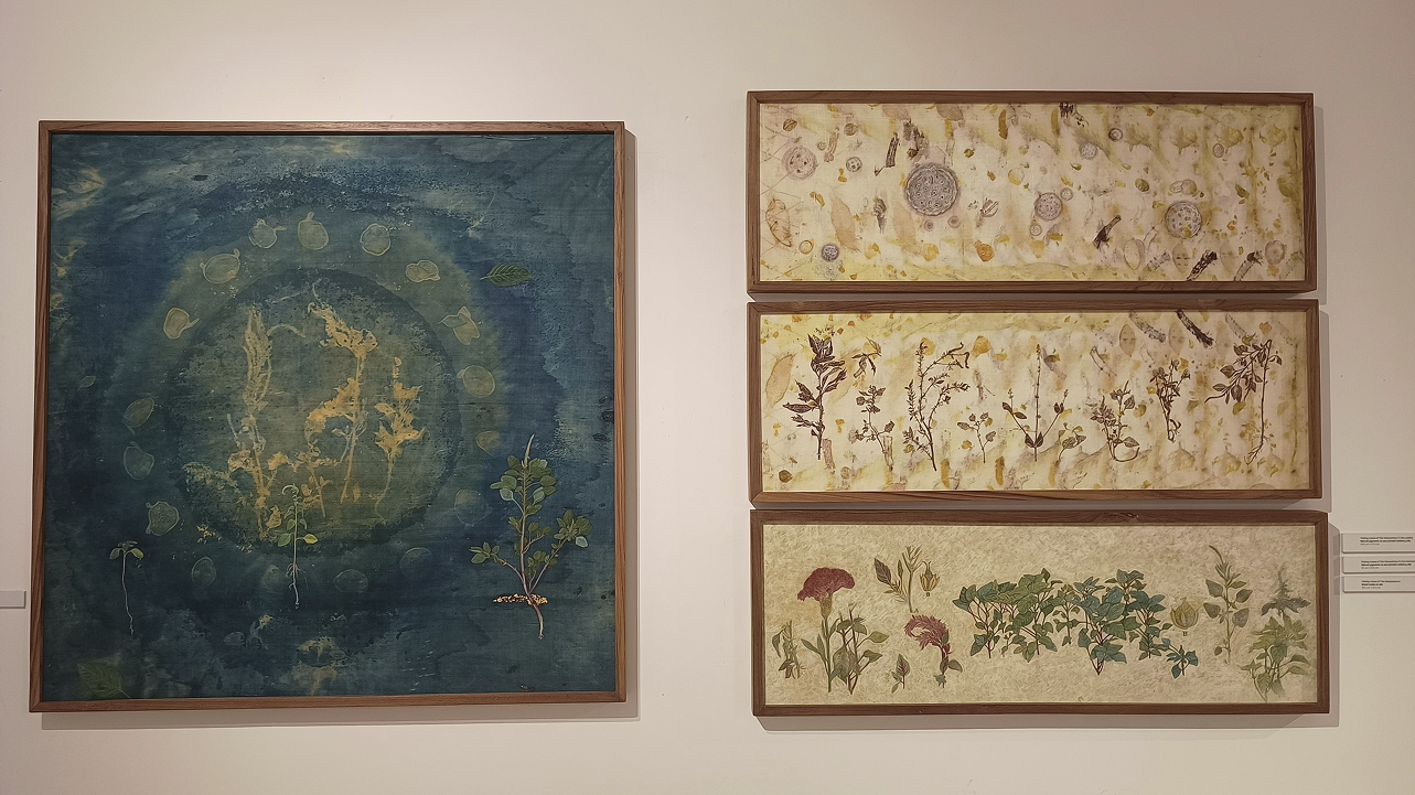 Collection of botanical artworks showing plant studies and scientific illustrations in museum display