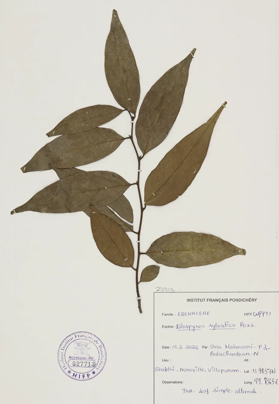 Botanical specimen from Travelling Plants collection showing Diospyros sylvatica Roxb dried plant with HIFP institute classification label