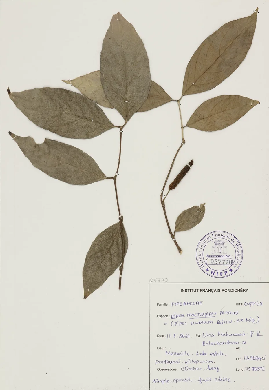 Dried plant specimen Piper macropiper Pennant catalogued as climber leaf from Travelling Plants botanical collection