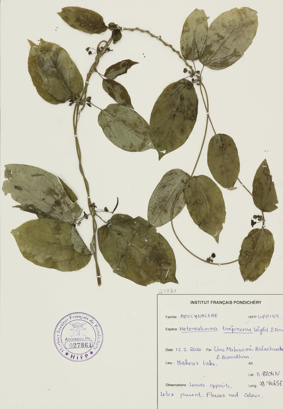Helenastemma langharense Wight botanical specimen with leaves and red colour flowers from Travelling Plants research collection
