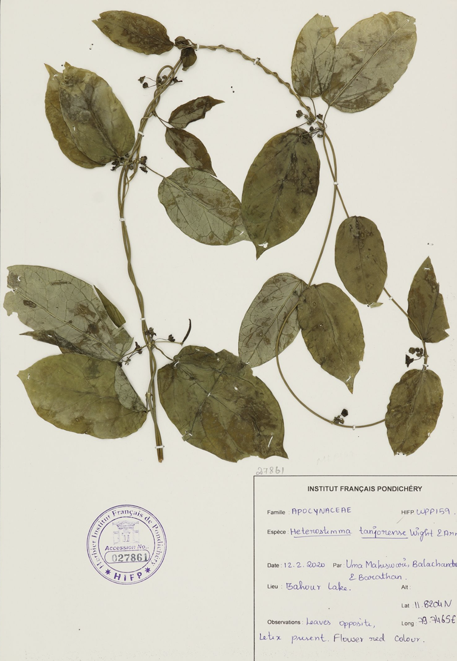 Helenastemma langharense Wight botanical specimen with leaves and red colour flowers from Travelling Plants research collection
